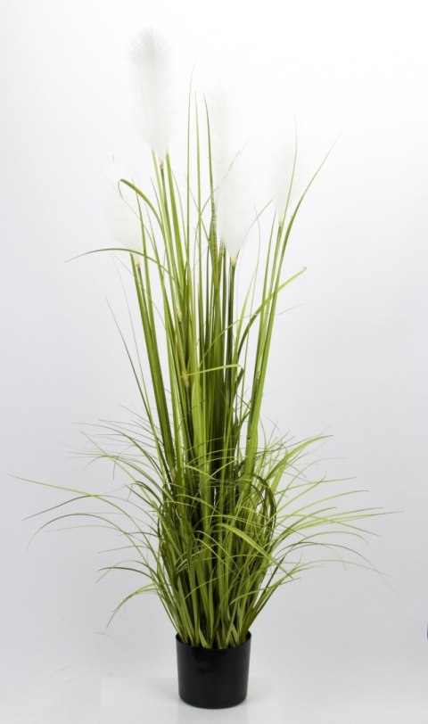 Roślina Dekoracyjna