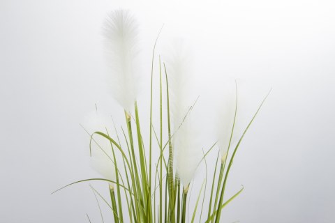 Roślina Dekoracyjna