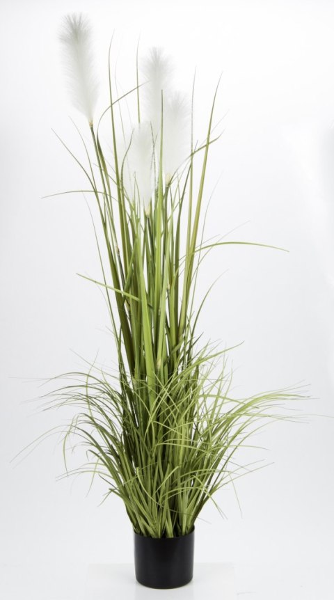 Roślina Dekoracyjna