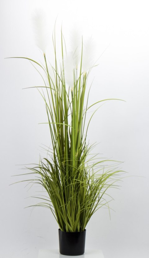 Roślina Dekoracyjna