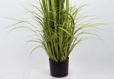 Roślina Dekoracyjna