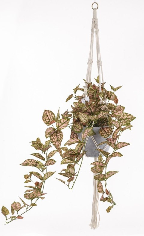 Roślina Dekoracyjna-Prom.