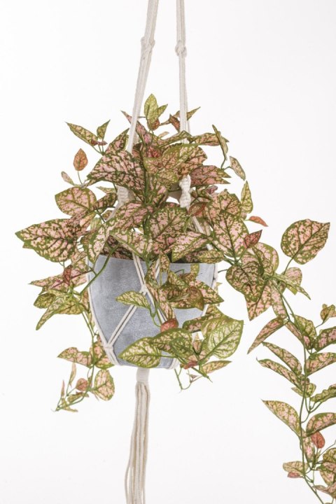 Roślina Dekoracyjna-Prom.