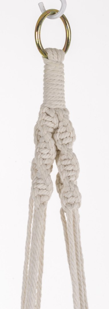 Roślina Dekoracyjna-Prom.