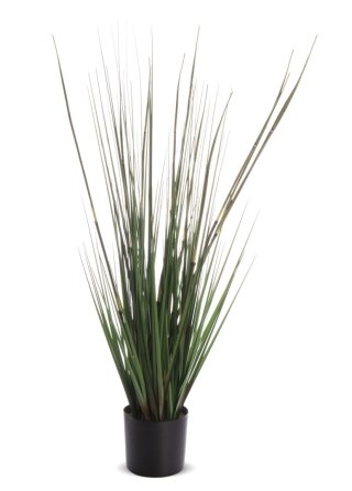 Roślina Dekoracyjna-Prom.