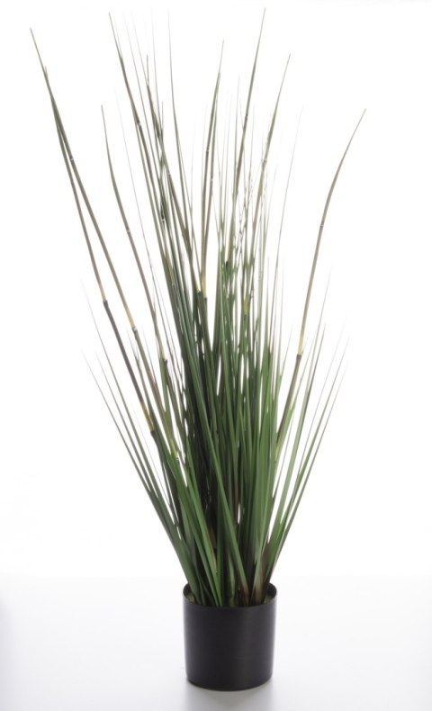 Roślina Dekoracyjna-Prom.