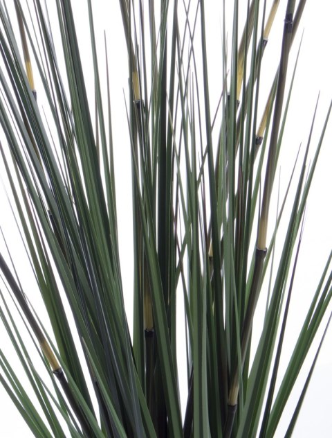 Roślina Dekoracyjna-Prom.