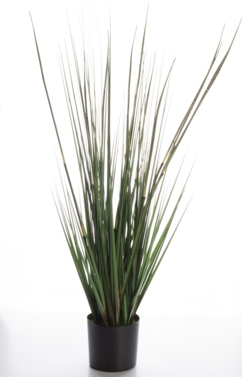 Roślina Dekoracyjna-Prom.