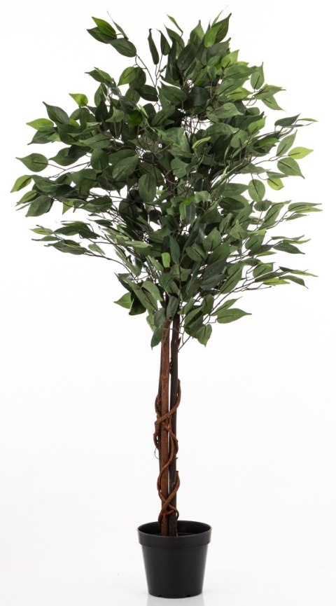 Roślina Dekoracyjna Fikus