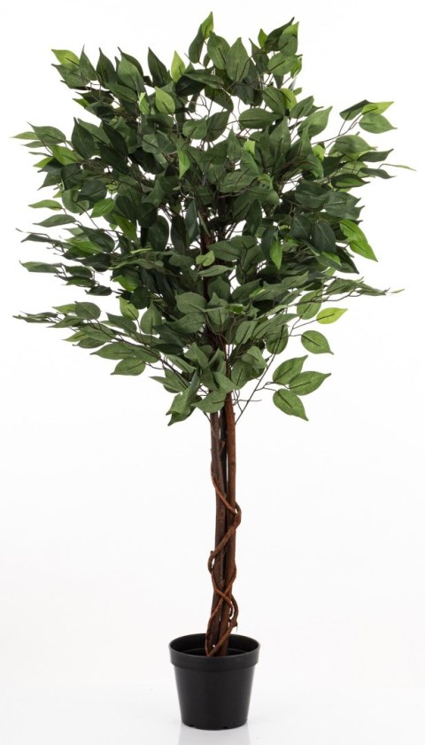 Roślina Dekoracyjna Fikus