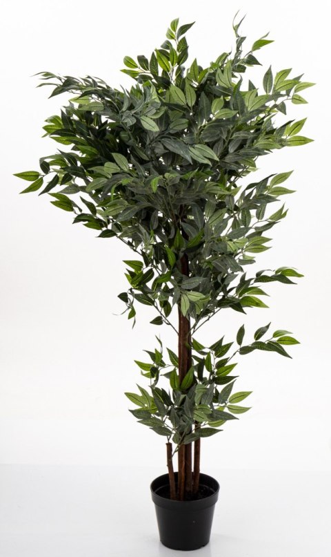 Roślina Dekoracyjna Fikus