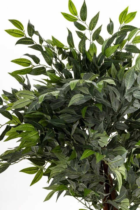 Roślina Dekoracyjna Fikus