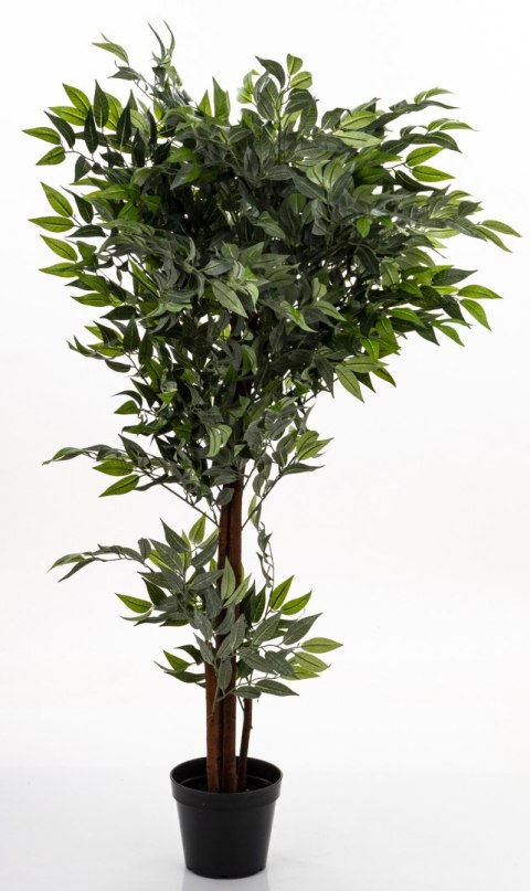 Roślina Dekoracyjna Fikus