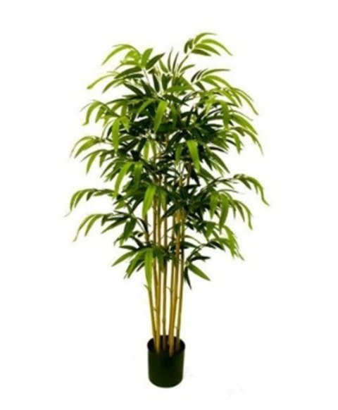 Roślina Dekoracyjna Bambus