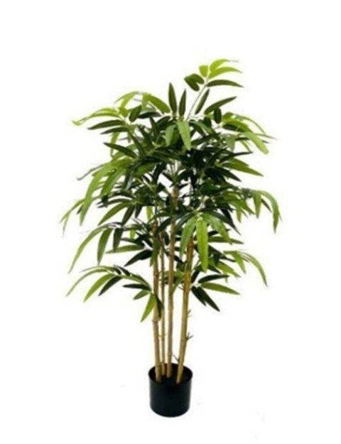 Roślina Dekoracyjna Bambus