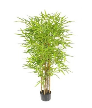 Roślina Dekoracyjna Bambus