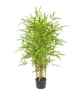 Roślina Dekoracyjna Bambus
