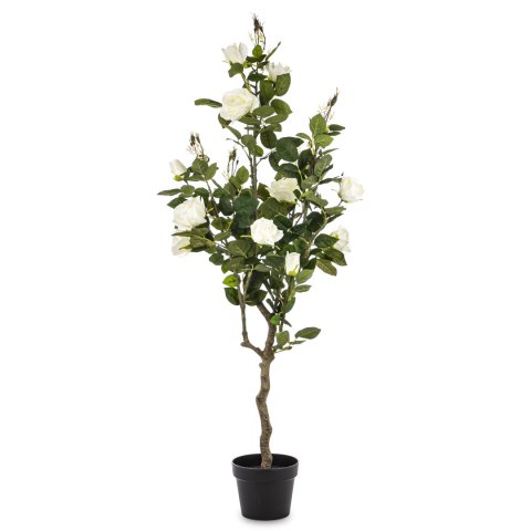 Roślina Dekoracyjna Róża Roślina Dekoracyjna Róża