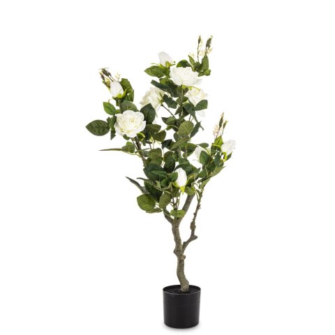 Roślina Dekoracyjna Róża Roślina Dekoracyjna Róża