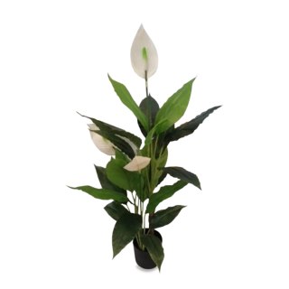 Roślina Dekoracyjna Skrzydłokwiat