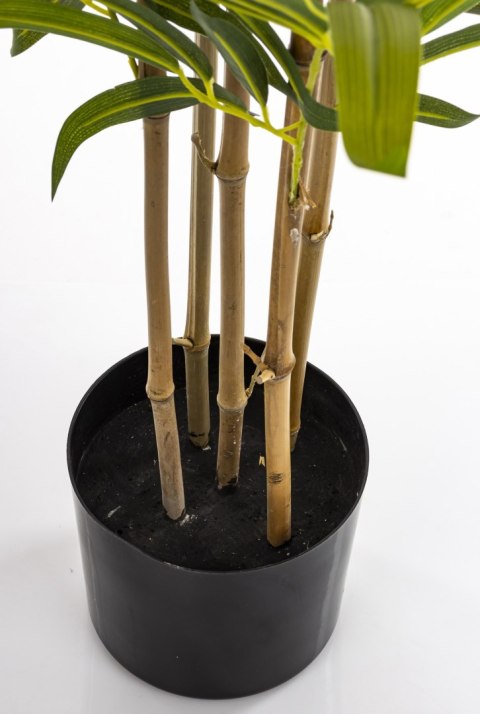 Roślina Dekoracyjna Bambus