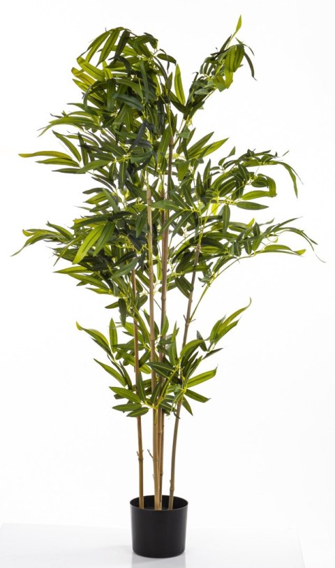 Roślina Dekoracyjna Bambus