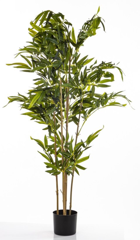 Roślina Dekoracyjna Bambus