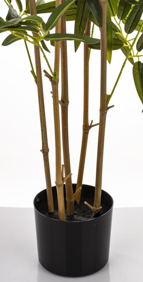 Roślina Dekoracyjna Bambus