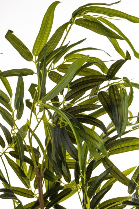 Roślina Dekoracyjna Bambus