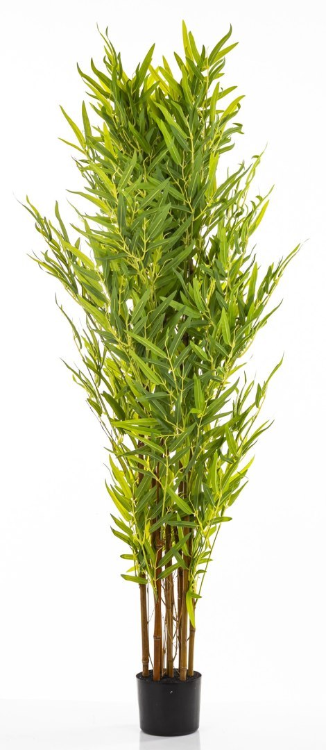 Roślina Dekoracyjna Bambus