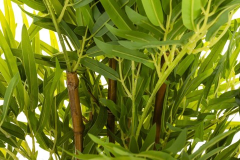 Roślina Dekoracyjna Bambus