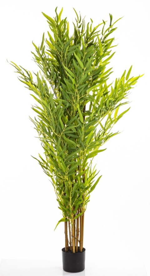 Roślina Dekoracyjna Bambus