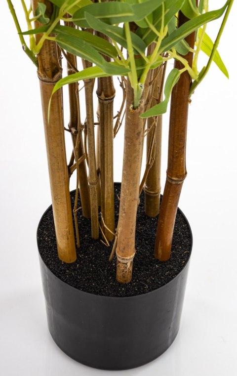 Roślina Dekoracyjna Bambus