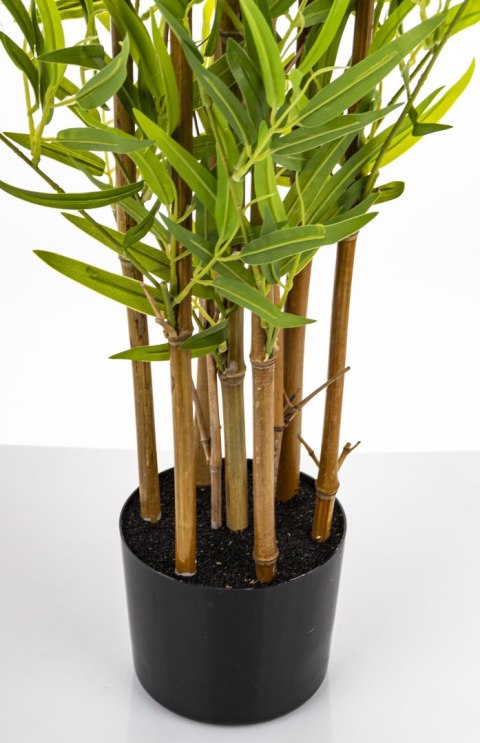 Roślina Dekoracyjna Bambus