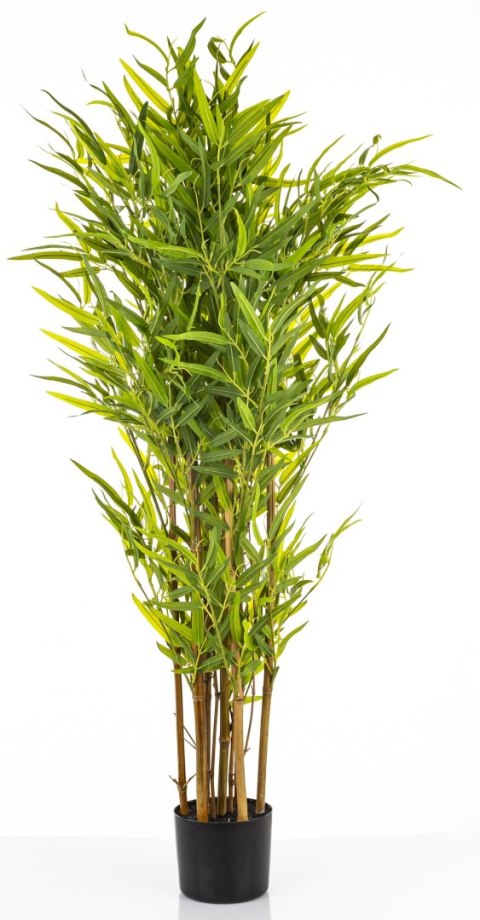 Roślina Dekoracyjna Bambus