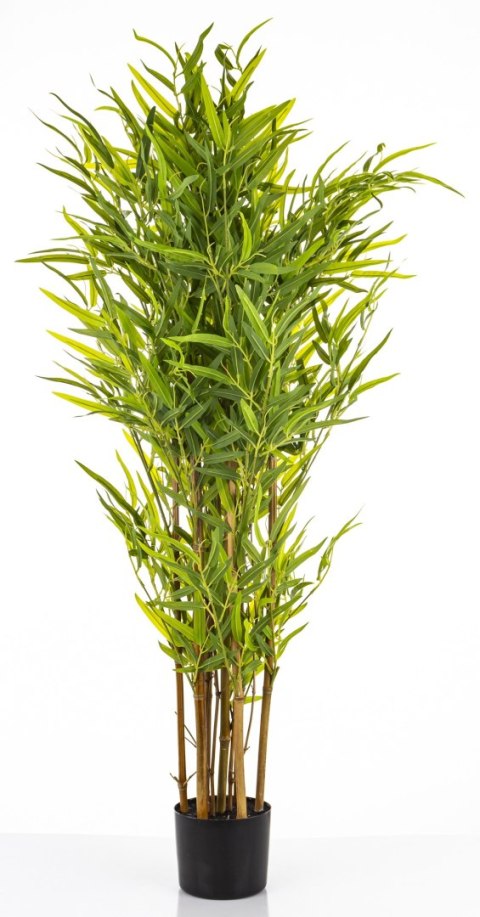 Roślina Dekoracyjna Bambus