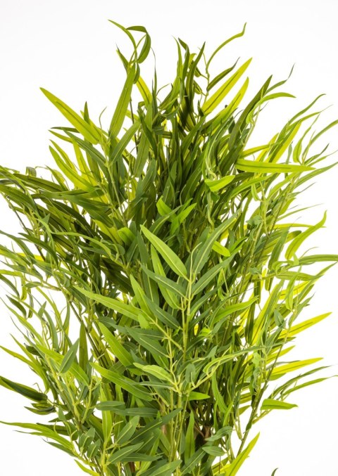 Roślina Dekoracyjna Bambus