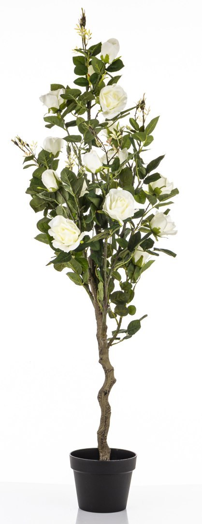 Roślina Dekoracyjna Róża