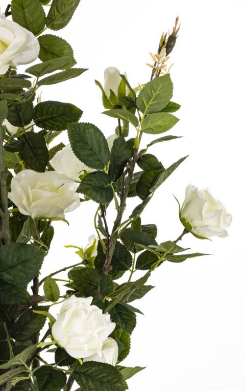 Roślina Dekoracyjna Róża