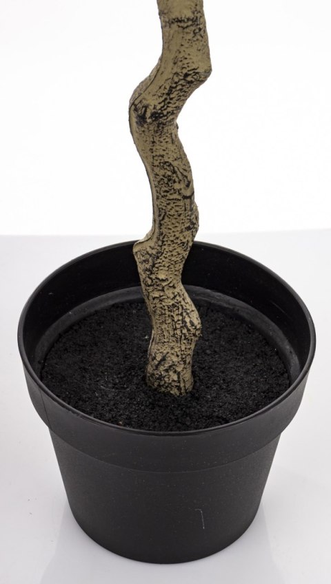 Roślina Dekoracyjna Róża