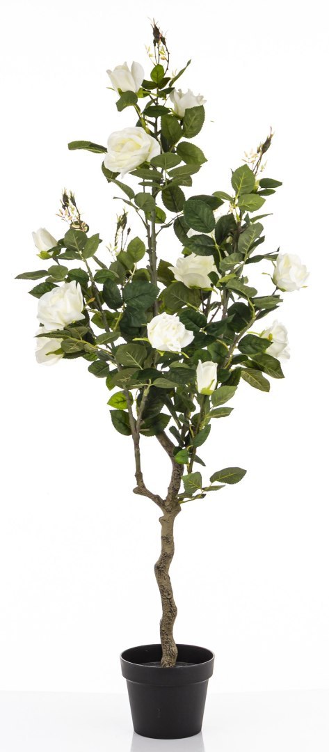 Roślina Dekoracyjna Róża