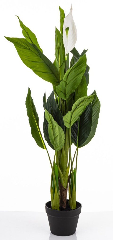 Roślina Dekoracyjna Skrzydłokwiat