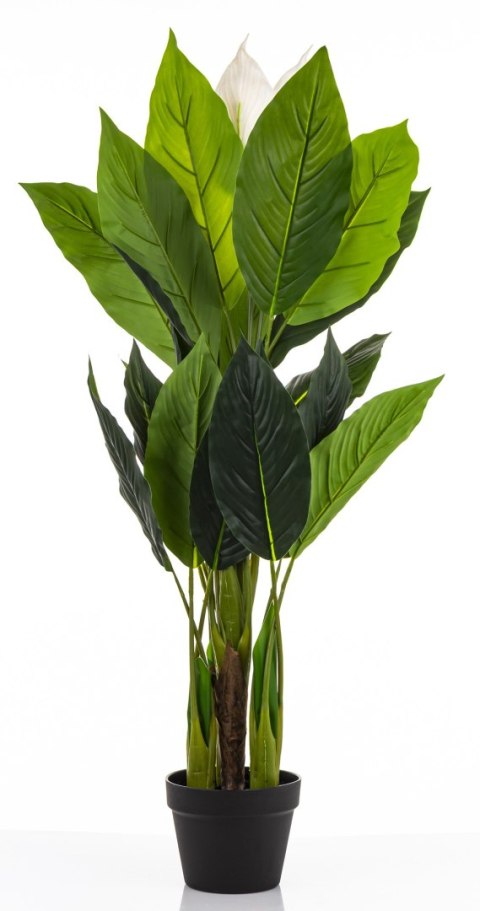 Roślina Dekoracyjna Skrzydłokwiat