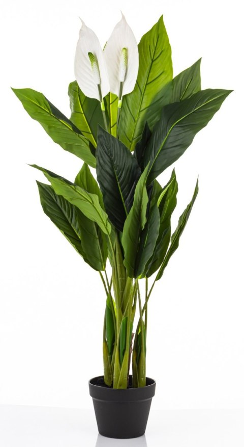 Roślina Dekoracyjna Skrzydłokwiat