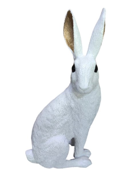 KRÓLIK BIAŁY ZE ZŁOTYMI USZAMI