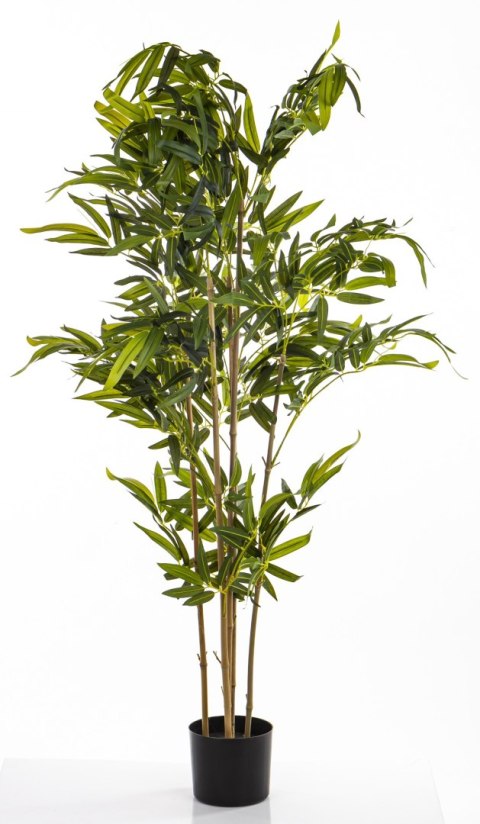Roślina Dekoracyjna Bambus