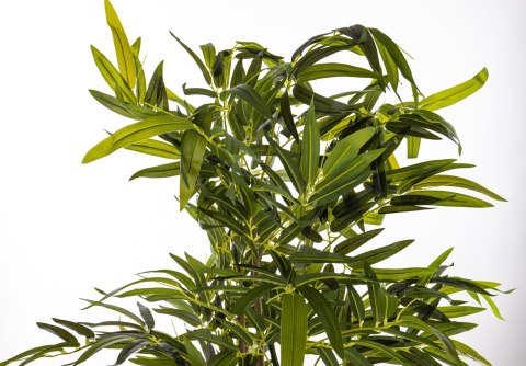 Roślina Dekoracyjna Bambus