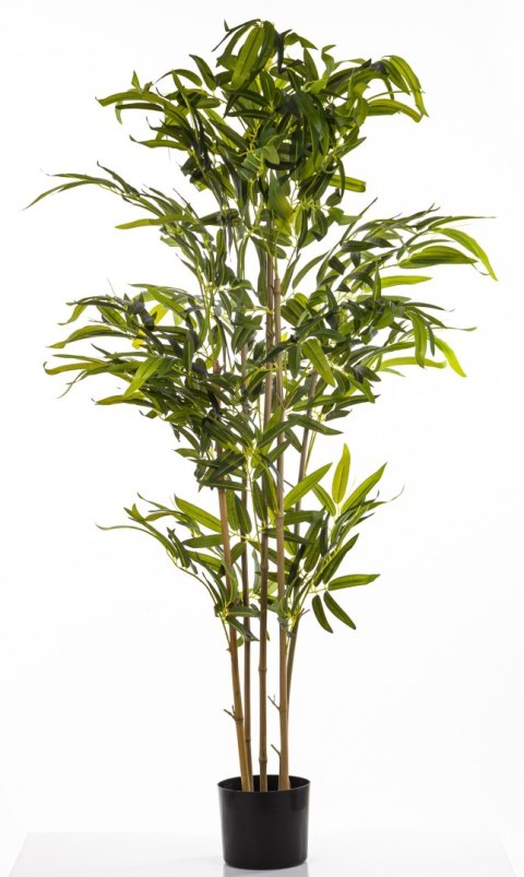 Roślina Dekoracyjna Bambus