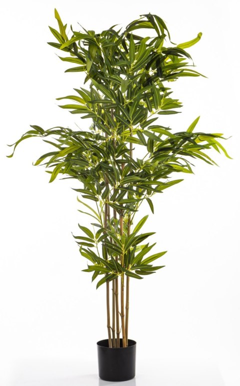 Roślina Dekoracyjna Bambus