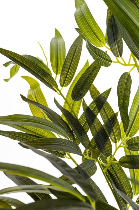 Roślina Dekoracyjna Bambus